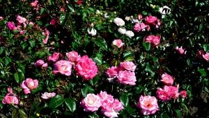 Rose Hendel: beschrijving, planten en verzorgen