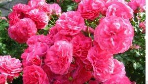 Rose Rosarium Utersen: caractéristiques, plantation et entretien