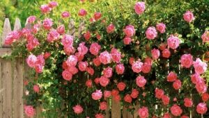 Roses sans épines: description des variétés