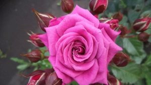 Spray roses: features, varieties and care rules