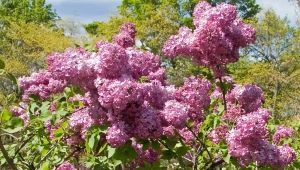 Lila hyacint: kenmerken, variëteiten en teelt