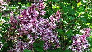 Lilac Meyer Palibin: beschrijving, kenmerken van verzorging en planten