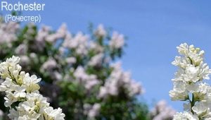 Lilac Rochester: características, descripción y cultivo.