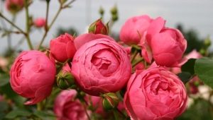 Varietà e coltivazione di rose floribunda