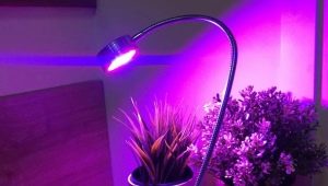 LED rostlinné lampy: odrůdy a tipy pro výběr