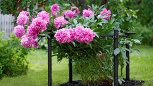 Types and characteristics of flower supports