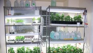 Types and features of racks for growing seedlings