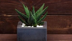 Choisir des pots pour plantes grasses et cactus