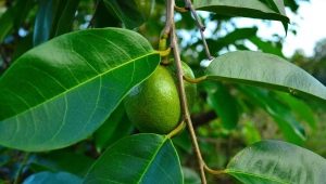 Bengalische Ficuses: Merkmale, Tipps zur Auswahl, Pflege und Fortpflanzung