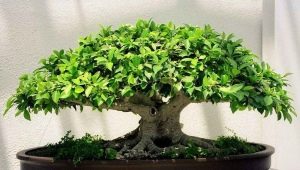 Bonsai from ficus Benjamin: features and rules of care