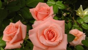 Чаена роза: описания на сортове и правила за грижа