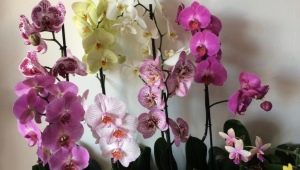 Jak se liší orchidej od phalaenopsis?