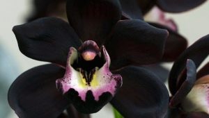 Černá orchidej: popis, druhy a pěstování