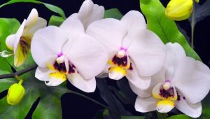 Česneková voda pro orchideje