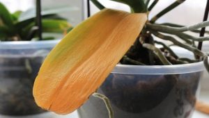 Apa yang perlu dilakukan jika daun orkid menjadi kuning?