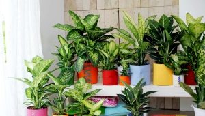 Dieffenbachia: types and rules of cultivation