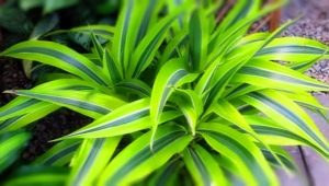 Dracaena: features and origin, planting and care