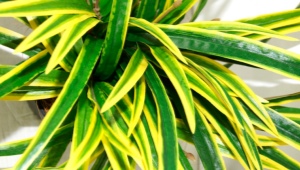 Dracaena Sander: features and subtleties of care