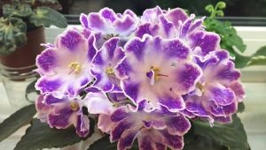 Violet DS-Rosin: kendetegn ved sorten og dyrkningen