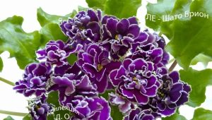 Violetta LE-Chateau Brion: caratteristiche e regole di cura