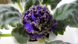 紫罗兰水：描述、种植和护理 