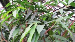Ficus binnendijka: funkce a tipy na péči