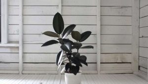 Large-leaved ficus: features and care