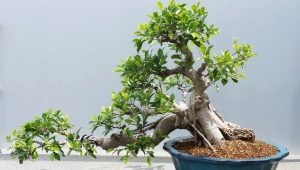 Ficus Retusa: popis a péče