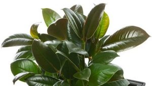 Ficus Melanie : caractéristiques, conseils d'entretien