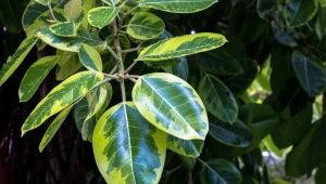 Ficus robusta: vlastnosti, tipy pro výběr a péči