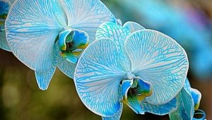 Modré a modré orchideje: vlastnosti a péče
