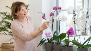 How to revive an orchid?