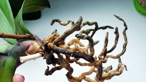 How to reanimate an orchid if the roots have rotted?