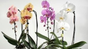 Hoe een orchidee te redden als de wortels droog zijn en de bladeren geel worden?