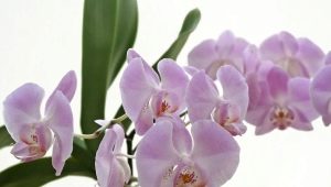 Jak vypěstovat orchidej ze semen?