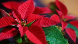 Stella di Natale rossa: caratteristiche e sottigliezze di cura