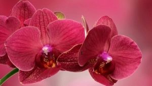 Orchidées rouges: variétés avec description et soins