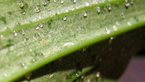Sticky drops on orchid leaves: what to do?