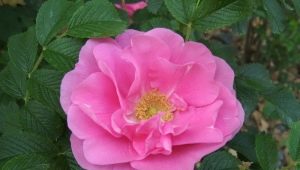 Wrinkled roses: features, varieties and cultivation