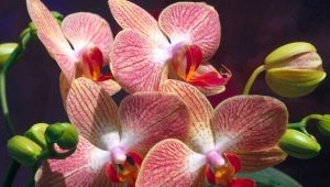 Bolehkah akar orkid yang telah keluar dari pasu dipotong dan bagaimana untuk melakukannya?
