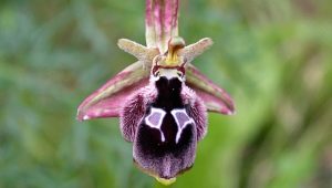 Neobvyklé orchideje: vlastnosti a odrůdy