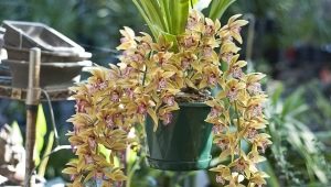 Orchideje z Vietnamu: vlastnosti a péče