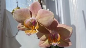 Orchid Legato: popis a péče