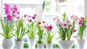 Orchidej Miltonia: typy a péče doma