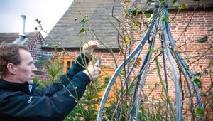 Features of pruning climbing roses for the winter