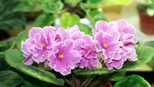 Reproduction de violettes (Saintpaulia) : méthodes et conseils d'experts