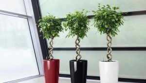 Reproduction of ficus Benjamin: methods and tips for care