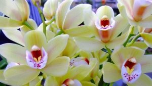 Resuscitace orchideje bez kořenů