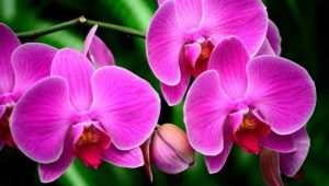 Růžové orchideje: odrůdy a jejich popis