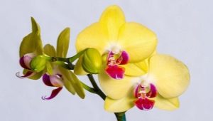 Parassiti e controllo delle orchidee